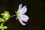 Largeflower baby blue eyes